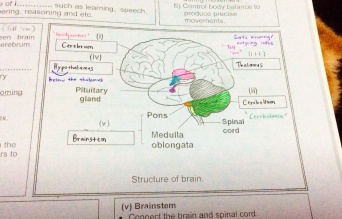 My way of memorizing the brain